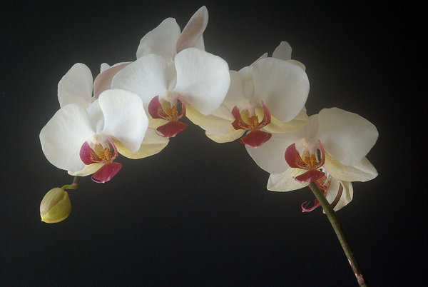phalenopsis, the moth orchid