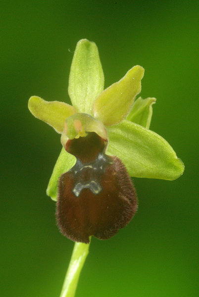 spider orchid
