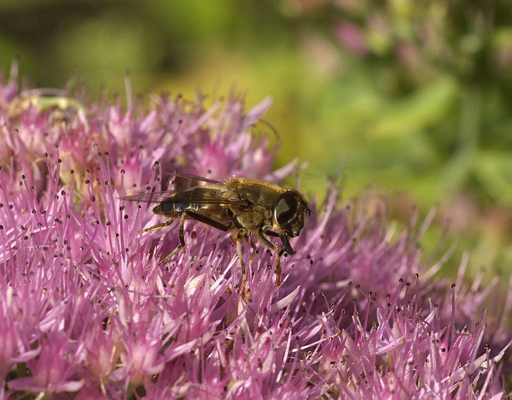 Pollination