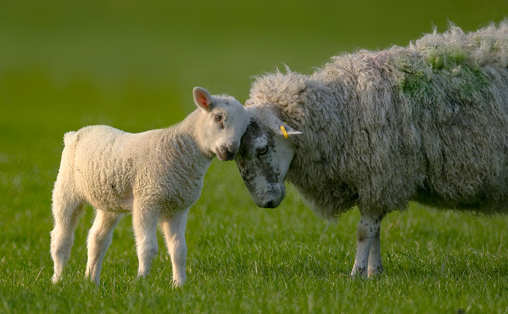 Sheep with 500mm Tamron Mirror lens