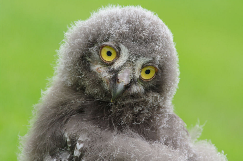 Snowy Owl chick