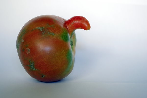 A horny tomato