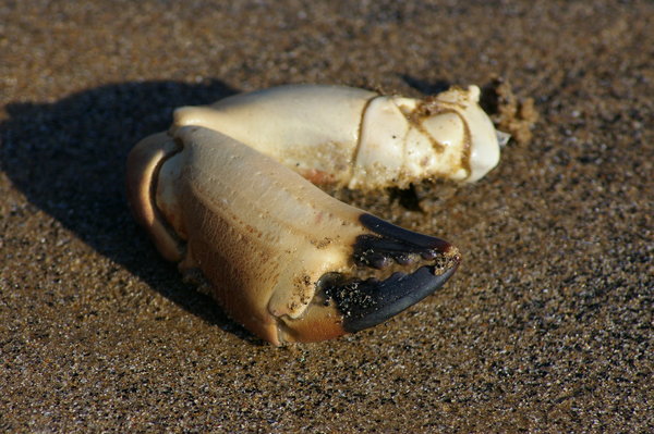 Claw