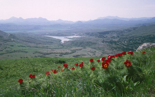 Crimean flowers