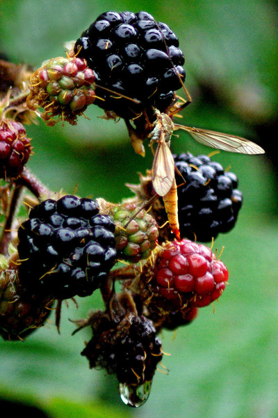 Damp Bug and Blackberries