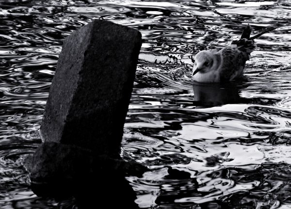 Dark waters