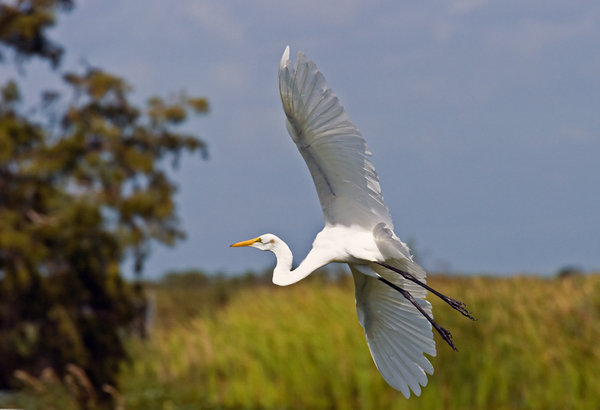 Egret Banking