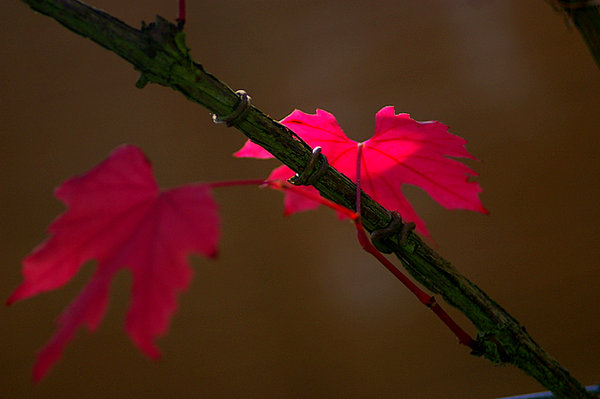Fall colours