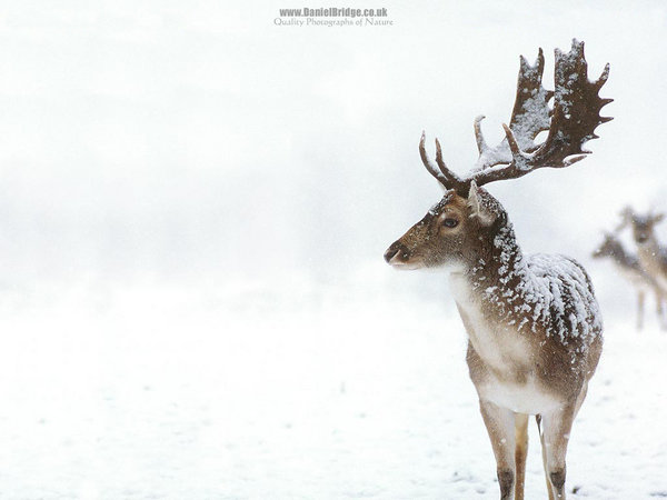Fallow Buck