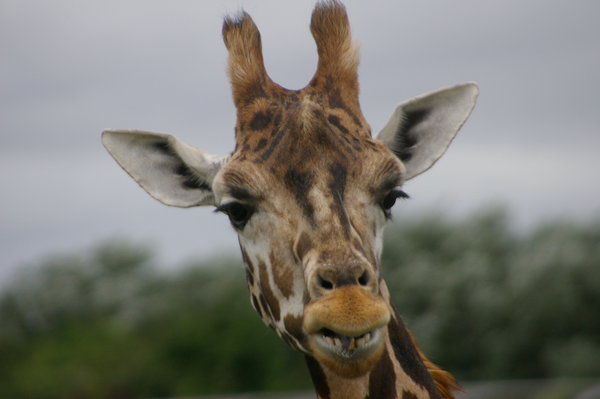 Giraffe