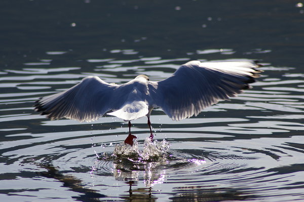 Gull