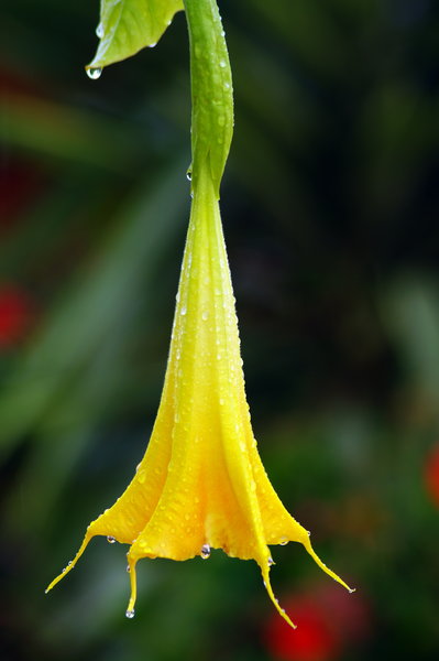 Hanging Bell Flower