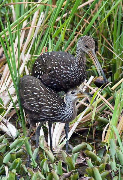 Limpkin Find