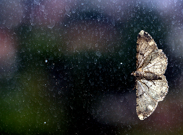 Moth