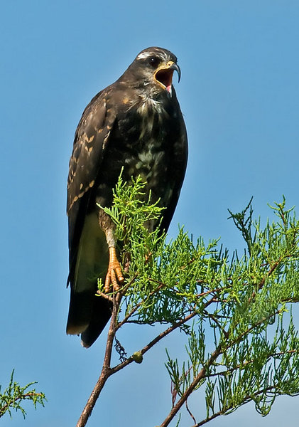 Snail Kite Calling