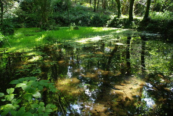 WOODLAND POND