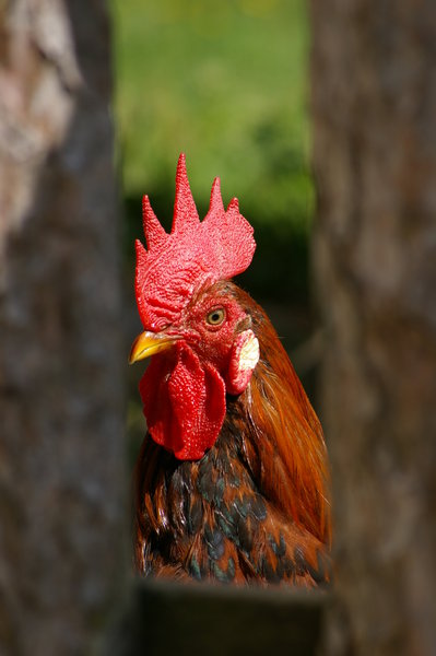 rooster