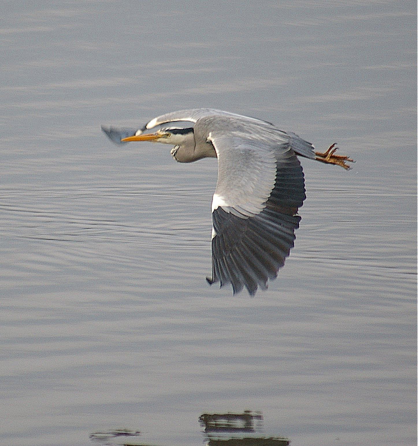 Grey Heron
