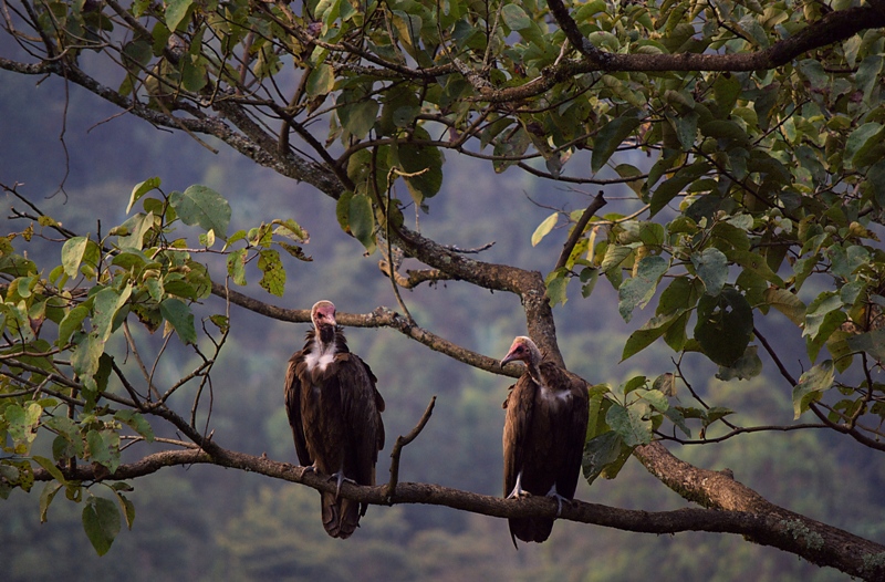 Aregash Vultures