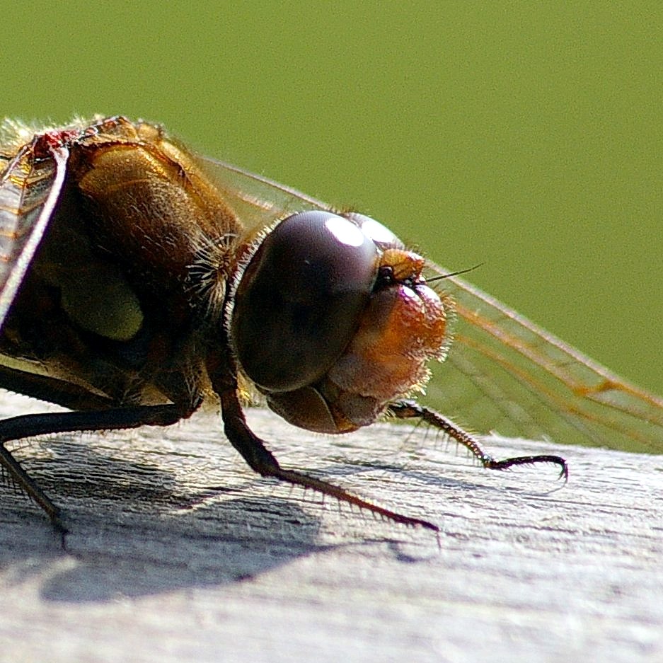 Dragonfly head.