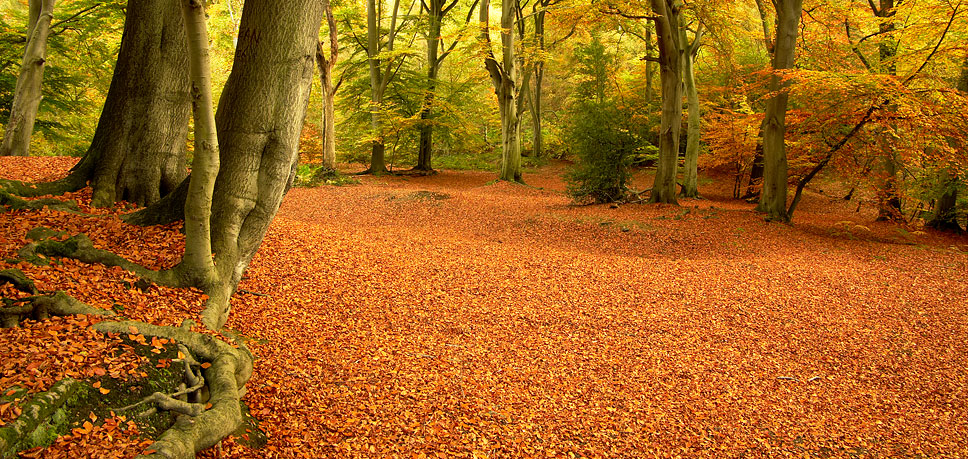 Epping Forest Beeches