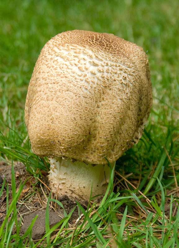 Fungi,