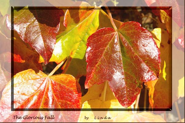 Glorious Fall