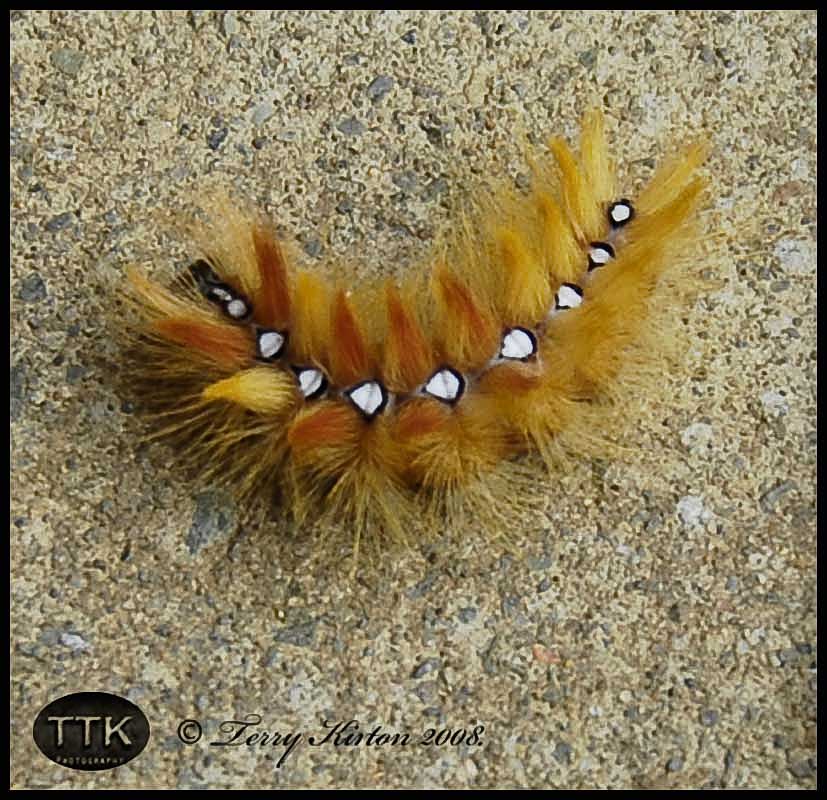 Sycamore Catterpillar