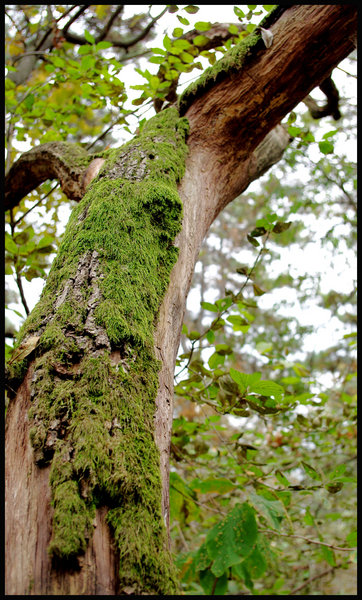 Ancient tree