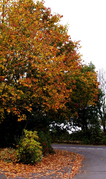 Autumn