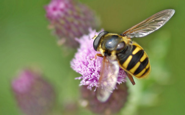 Bee