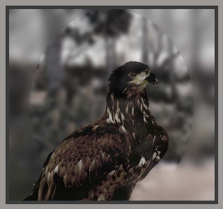 Bird of Pride