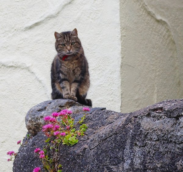 Cat on a Wall