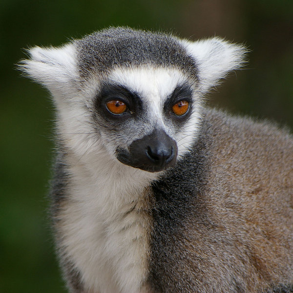Cheeky Lemur
