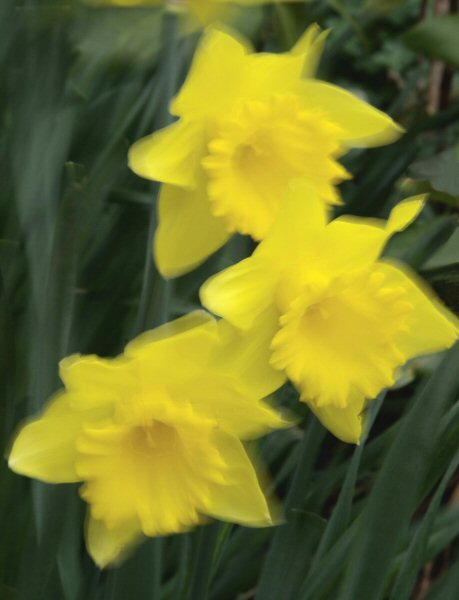 Daffodils in the wind