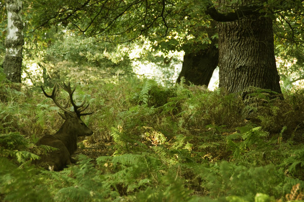 Deer