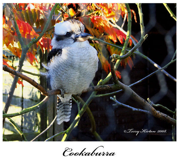 Down Under Bird.