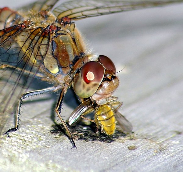 Dragonfly with prey.