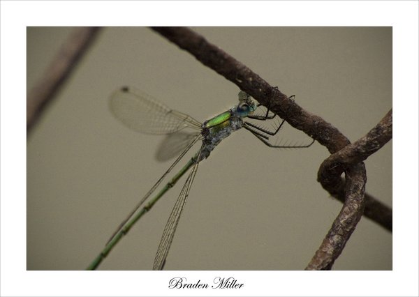 Dragonfly