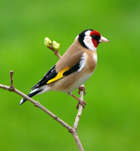 Garden Goldfinch!