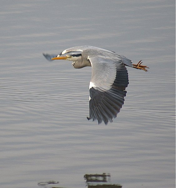 Grey Heron