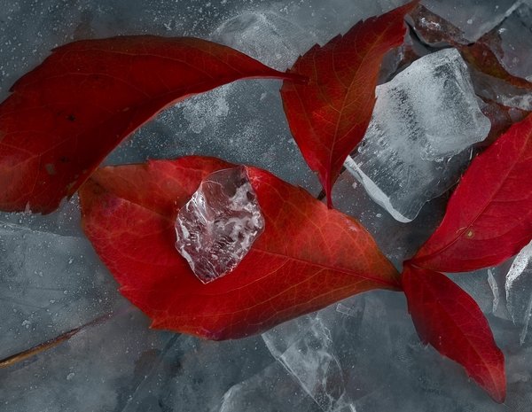 Ice and Leaves