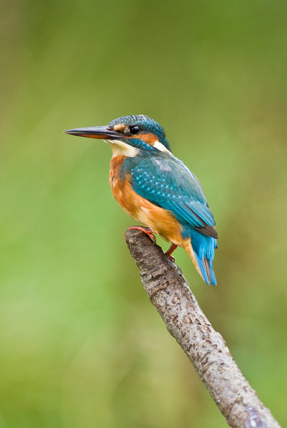 Kingfisher