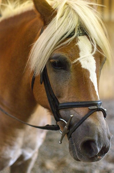 Low Light Horse