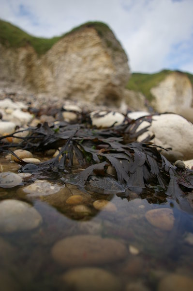 Macro landscape