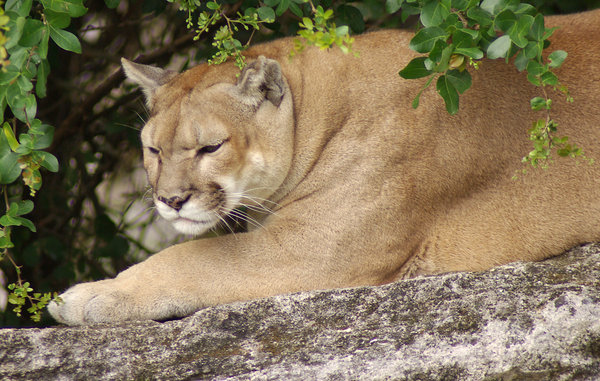 Puma