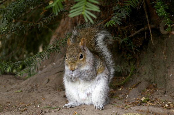 Squirrel