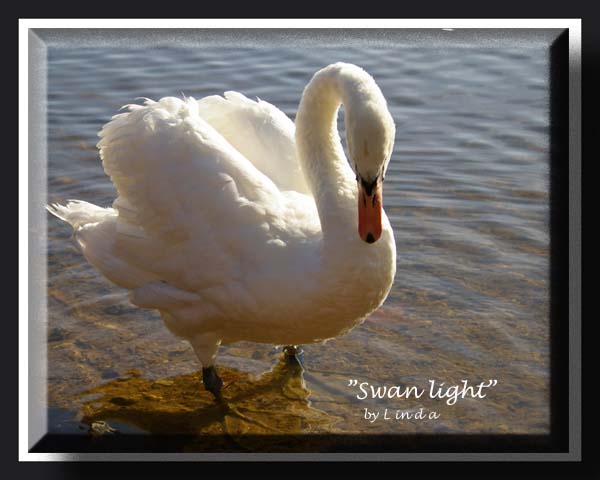 "Swan Light"