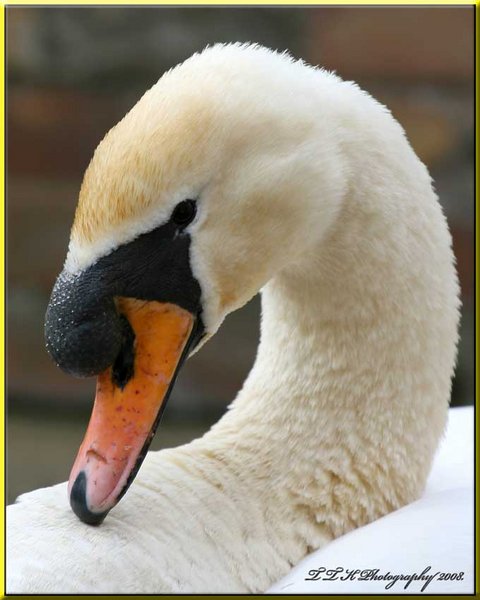 Swan Portrait.