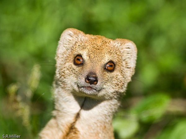 Yellow Mongoose
